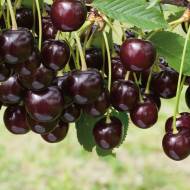 Саджанець Вишня Ночка